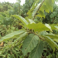 Combretum paniculatum Vent.